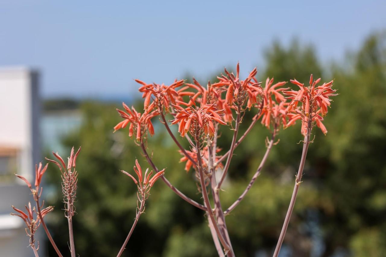 Salento Sea & Sun Apartment بورتو سيساريو المظهر الخارجي الصورة